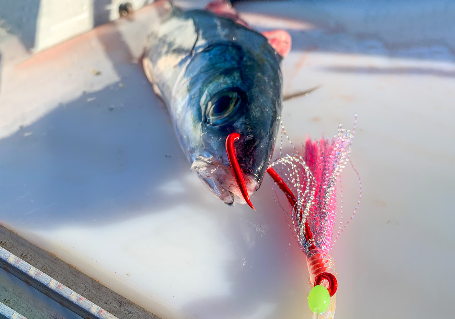 Kingfish - Species Guide